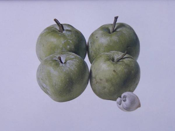 ヤフオク! - 野田 弘志、四つの林檎と白い貝、希少画集画より、新品