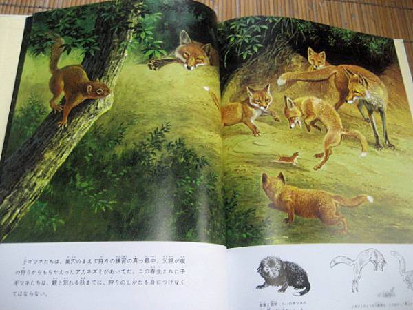 ■絵本「森のけものたち　日本の野生動物」田中里美　福音館_画像2