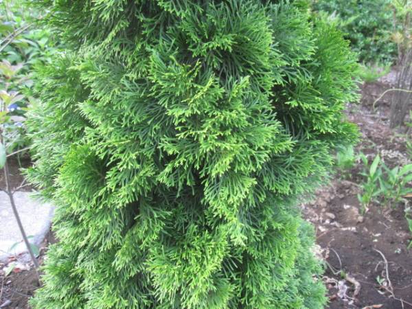  Saitama departure outlet plant emerald green height approximately 3M conifer 