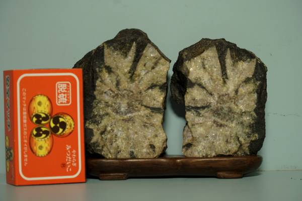 24根尾産菊花石 石が中心で割れ咲いた花 菊石 - 科学、自然