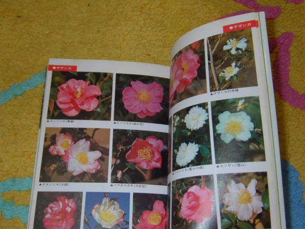 NHK hobby. gardening * work 12. month 1 camellia *sa The nka Nakamura . male 
