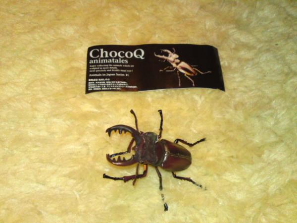  chocolate Q no. 11. Miyama stag beetle (ezo type )