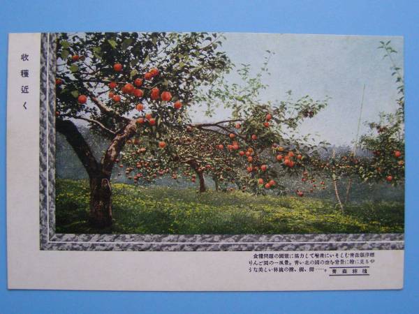 古い絵葉書 青森 りんご 林檎 収穫近く 津軽りんご園 (E53)_画像1