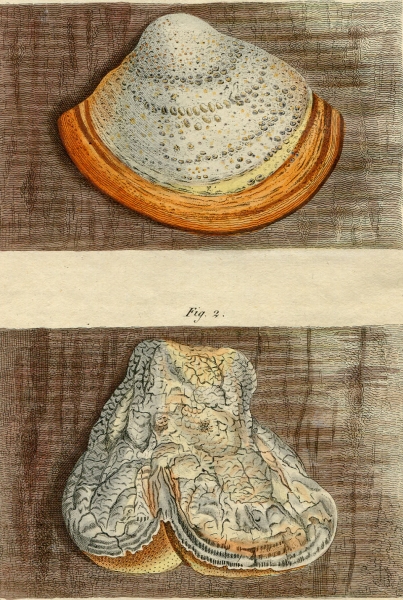 1799年 Bertuch 手彩色 銅版画 タバコウロコタケ科 メシマコブタケ Boletus igniarius ツガサルノコシカケ科 エブリコ Boletus Laricis_画像2