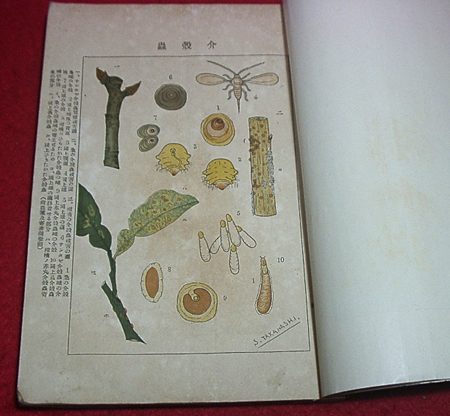 * agriculture world /3 volume 2 number / Meiji 41 year issue / north full .. agriculture * three . cultivation. ..* bamboo . management. ..* north Kiyoshi. manners and customs etc. * ( tube -Y005)