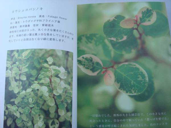  free shipping * separate volume * leaf .. catalog line ... rice field ..* pretty ~ leaf .. Breynia disticha 'Roseopicta' Janome e licca tsuru catharanthus roseus ivy 