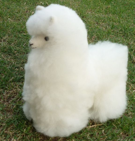  soft toy medium sized A1 baby alpaca fur pretty alpaca Rya ma Anne te spec Roo soft beautiful in ka