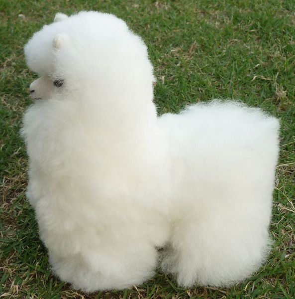  soft toy medium sized A1 baby alpaca fur pretty alpaca Rya ma Anne te spec Roo soft beautiful in ka