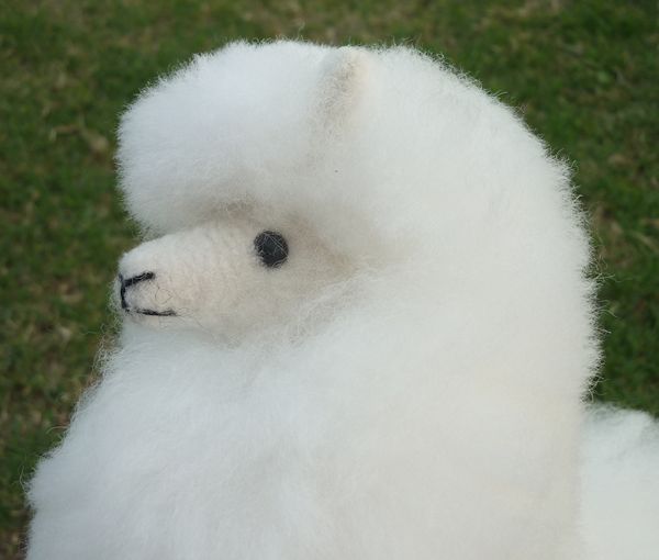 soft toy medium sized A1 baby alpaca fur pretty alpaca Rya ma Anne te spec Roo soft beautiful in ka