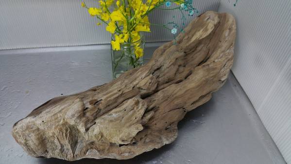 * driftwood interior natural flower flower . objet d'art *
