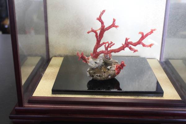 売切り！極上血赤枝サンゴ置物ケース付き極上美術品！_赤枝サンゴです。インテリアに如何でしょう
