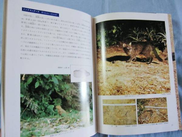 ☆琉球列島動物図鑑　　　陸の脊椎動物　　　　　　　　【沖縄・琉球・自然・生物】_画像2