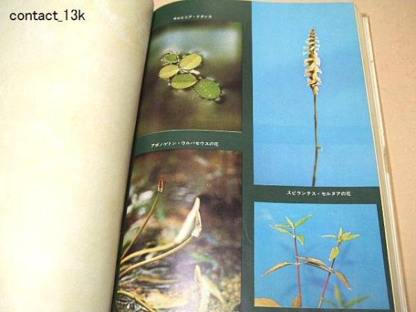  водоросли. все / первый в Японии. аквариум для растения. книга@/ Izumi . самец / водоросли. эффект для 
