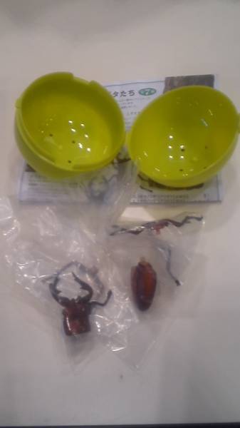 日本クワガタムシ大全 トカラノコギリクワガタ赤