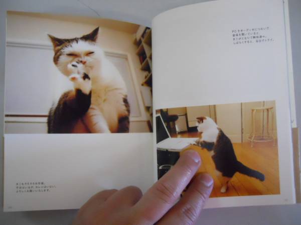 ●まこという名の不思議顔の猫●前田敬子岡優太郎●ネコ写真集●_画像3