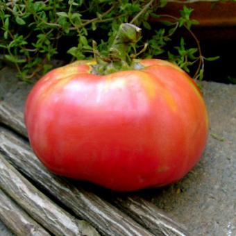 サンコロンブトマト　種子　5 seed
