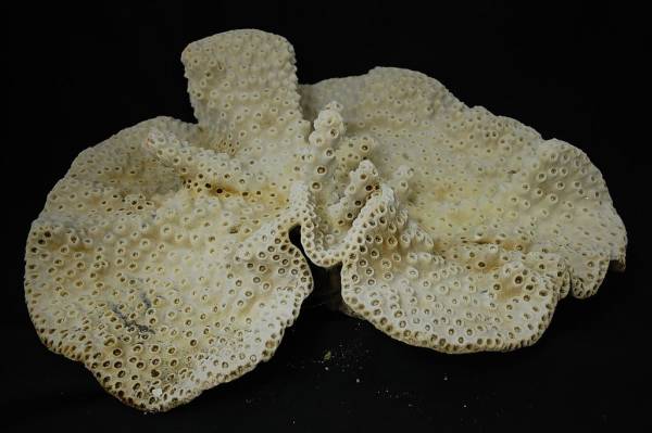 大きな珊瑚　サンゴ　アクアリューム　112104F5-C6_画像2