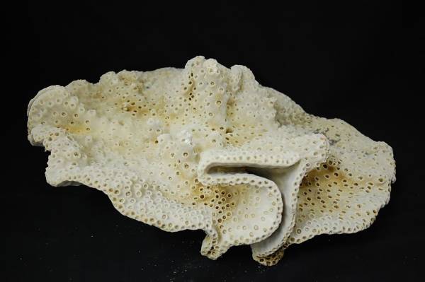 大きな珊瑚　サンゴ　アクアリューム　112104F5-C6_画像1