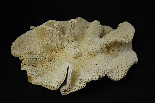 大きな珊瑚　サンゴ　アクアリューム　112104F5-C6_画像3