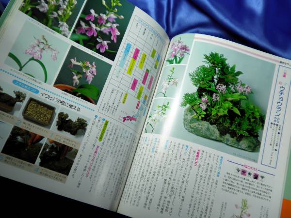  new secondhand book [.. Hanayama. flower ] flower or sis. raw Ran .kik... Shogakukan Inc. # postage 160 jpy 