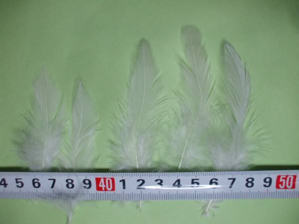 手蕓 羽根 100本以上 買い得!!! コックフェザー W. Lサイズ 造花