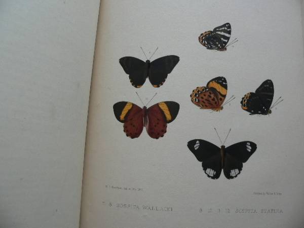 Hewitson著 1852-1877年　「世界の蝶の新種の記述と図譜」　極稀本_画像3
