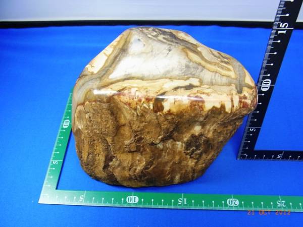 木化石－1：　約１５cm　ｘ　１０cm　ｘ　１２cm　上部磨きあり_画像3