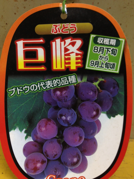 .. grape sapling 