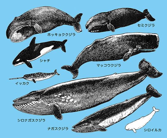 クジラ目のマウスパッド（ブルー地）（フォトパッド）