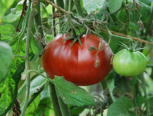 ブラックトリュフトマト 　種子　5 seed_画像1