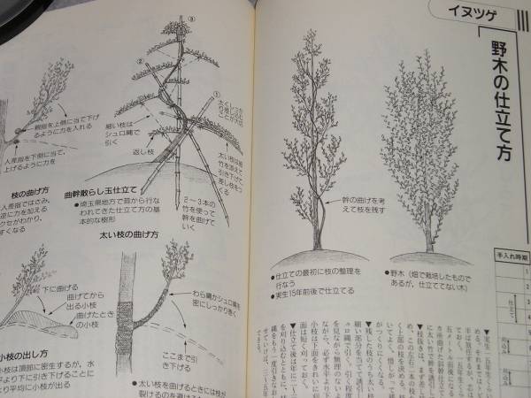 図解庭木の手入れコツのコツ