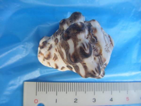 天然採取の貝殻　「コオニコブシガイ」　標本Ｓ１０　超美品　A_画像1