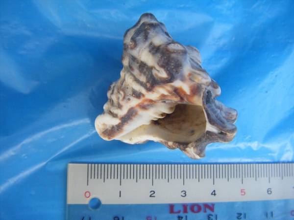 天然採取の貝殻　「コオニコブシガイ」　標本Ｓ１０　超美品　B　_画像1