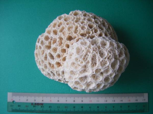 天然コーラル　重なり円形　白珊瑚　丸模様が珍品　_画像1