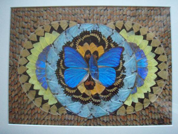 販売の値下げ - アンティーク ブラジル 絵画 お盆 蝶 標本 - 純正 格安 
