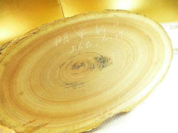 A_ Showa era 61 year Hokkaido Showa era new mountain earth production # pine etc. needle leaved tree series diagonal slice material. stand for flower vase 
