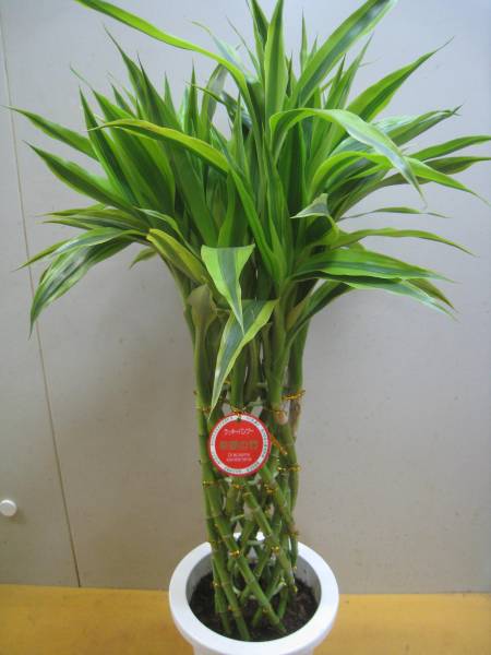 ***. luck. bamboo ( braided tailoring ) potted plant ***