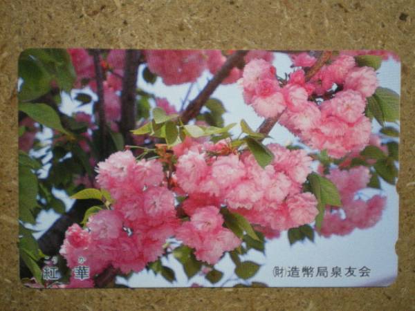 hana* Sakura .. структура . отдел Izumi .. телефонная карточка 