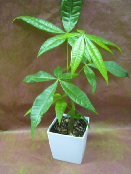  pakira potted plant 