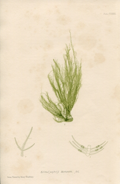 1859年 Bradbury 最大の割引 英国の海藻類 ティロプテリス科 ティロプテリス属 海外並行輸入正規品 Ectocarpus Mertensii