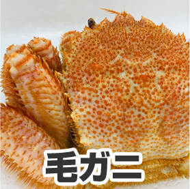 絶品級のカニミソをもつ北海道の蟹、毛ガニ