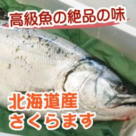 高級魚！北海道産生さくらます