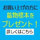 標本プレゼント