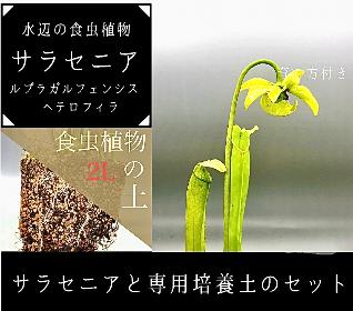 食虫植物サラセニアと専用培養土セット