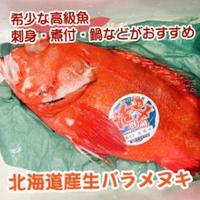 高級魚！北海道産生バラメヌキ