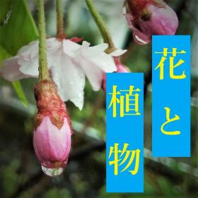 花・植物