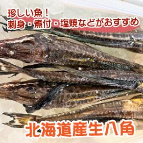 珍し魚！北海道産八角（ハッカク）